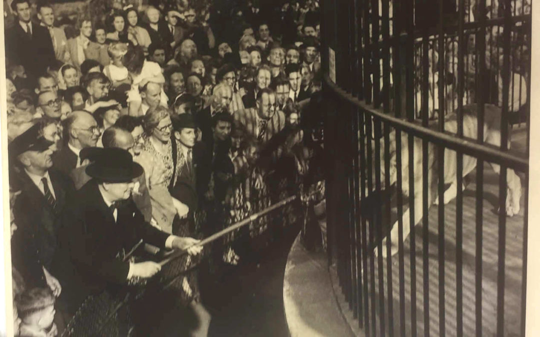 Original Press Photograph: Churchill Feeding Rota, ‘His’ Lion