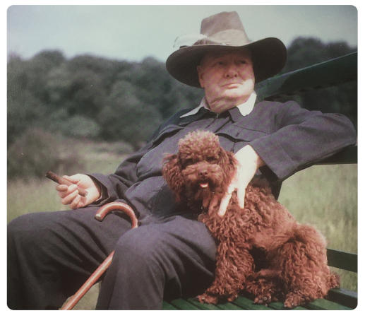 Churchill with his miniature russet poodle Rufus III, Chartwell, Feb 1950 Photo Credit: Churchill The Life, An Authorized Pictorial Biography by Max Arthur